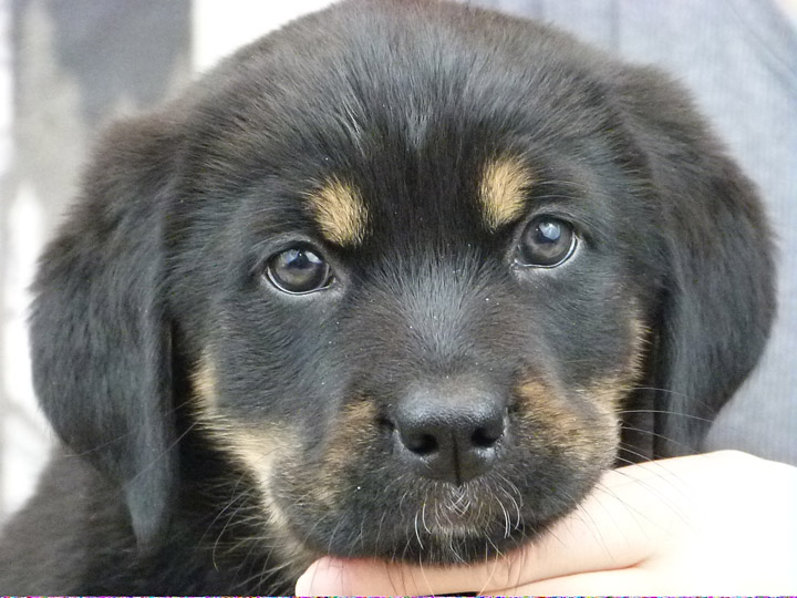 chinook puppy